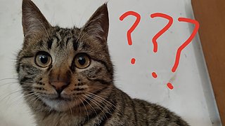 八重神子YYDS 5564508