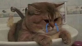 新圣域早已然通120+