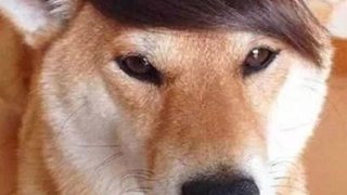 三奇枫叶老师的直播间