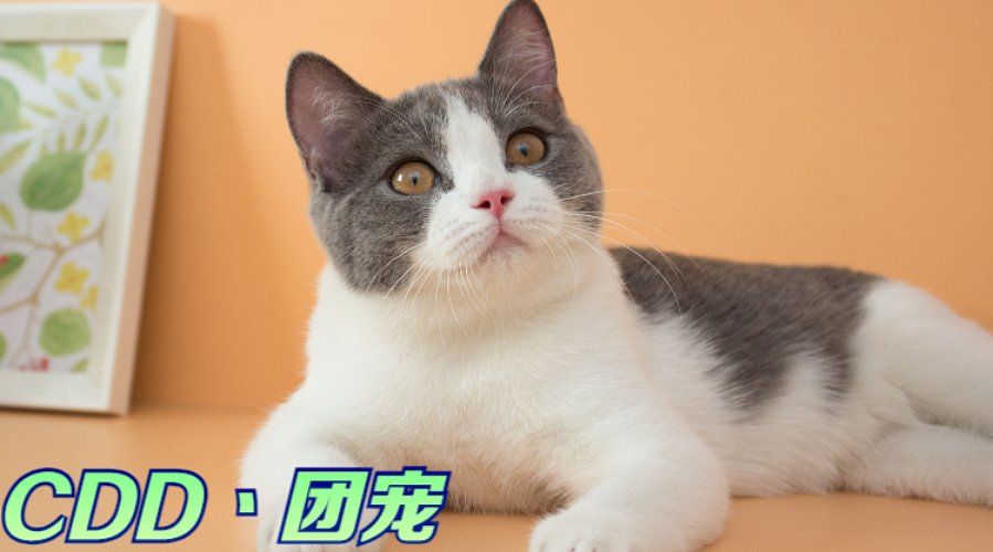 （小奶团）只想过次五星