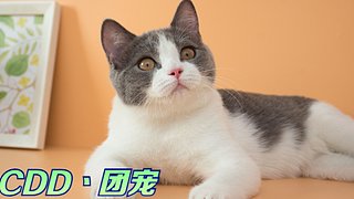 （小奶团）只想过次五星