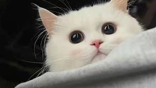 【狮心】我菜无需多盐
