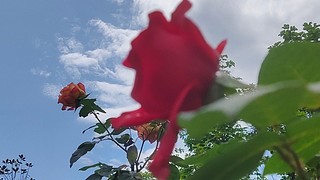 又菜又爱玩 1886239