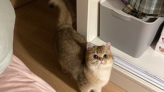 又菜又爱玩plus