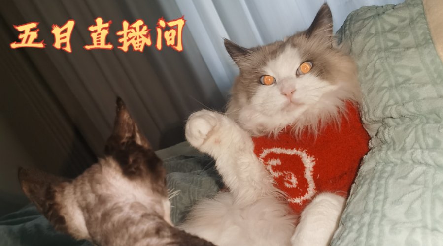 晚点播  没睡好