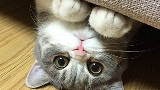 一句梧桐美种满南京城