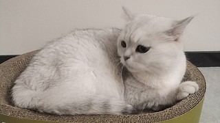 主打8金打银币