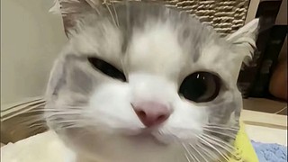 只会玩澜的小菜