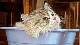 小猫代播中
