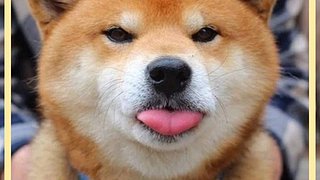 打枪练习生【pubg】