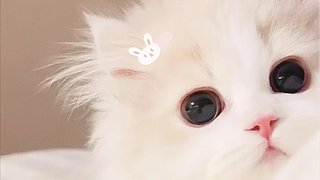 小猫的世界下起了小鱼