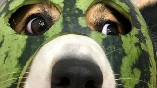 v吃蚕丝蛋白的直播间