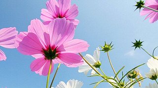 努力爬分中7649616