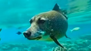 摸鱼直播间 12788160