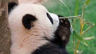 倚剑听风967的直播间