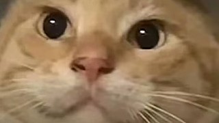 第五人格八周年快乐 12820613