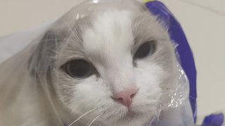 云顶教父哈基圆