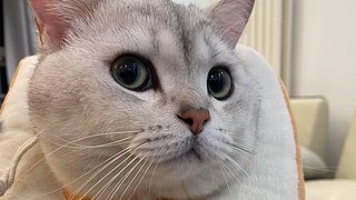 钮扣39578的直播间