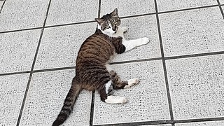 宝可梦冠军 冲击国服第一！