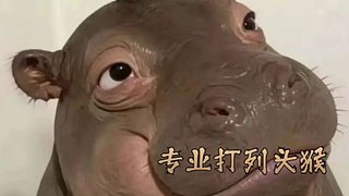 专业打大头菜