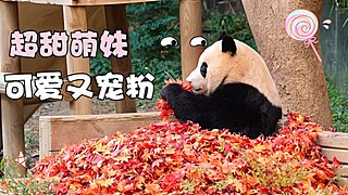 萌新请多关照，啵啵～