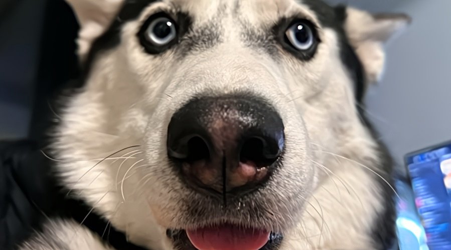 运营说放只二哈都比我播的好