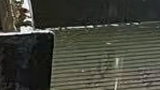 播给猪猪看 5254811