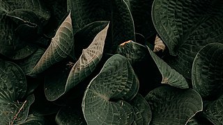 董袁的直播间